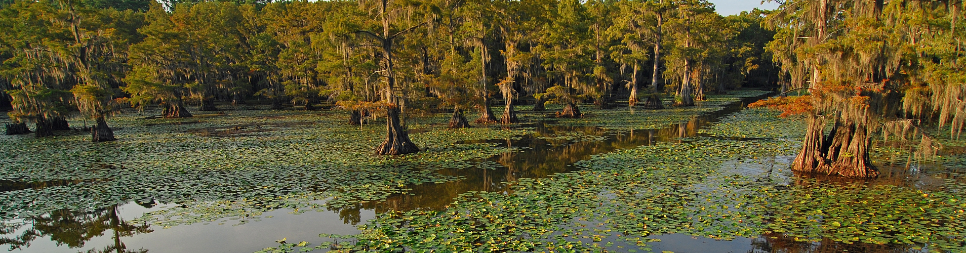 Louisiana swamp.